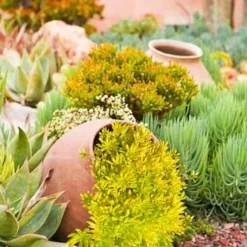 Lemon Ball Sedum - 5 Pack Of Pint Pots 11 Lemon Ball Sedum - 5 Pack Of Pint Pots -Green Garden Outdoor Shop Sedum mexicanum lemon ball 2