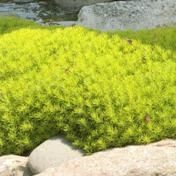 Lemon Ball Sedum - 5 Pack Of Pint Pots 12 Lemon Ball Sedum - 5 Pack Of Pint Pots -Green Garden Outdoor Shop Sedum mexicanum lemon ball 4