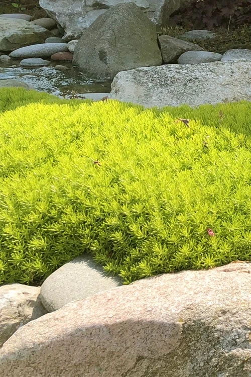 Lemon Ball Sedum - 5 Pack Of Pint Pots 6 Lemon Ball Sedum - 5 Pack Of Pint Pots - Image 6