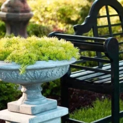 Lemon Ball Sedum - 5 Pack Of Pint Pots 13 Lemon Ball Sedum - 5 Pack Of Pint Pots -Green Garden Outdoor Shop Sedum mexicanum lemon ball 6