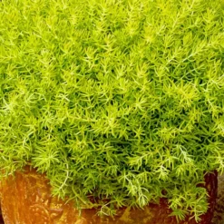 Lemon Ball Sedum - 5 Pack Of Pint Pots 10 Lemon Ball Sedum - 5 Pack Of Pint Pots -Green Garden Outdoor Shop Sedum mexicanum lemon ball 7