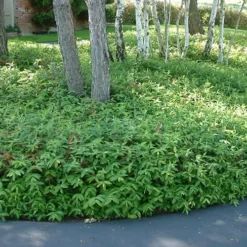 Creeping St Johns Wort - Hypericum Calycinum - 18 Pack Of Pint Pots -Green Garden Outdoor Shop St Johns Wort 1