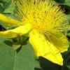 Creeping St Johns Wort - Hypericum Calycinum - 18 Pack Of Pint Pots