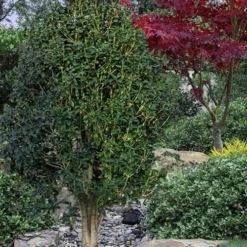 Apricot Echo Tea Olive - Osmanthus Fragrans Aurantiacus - 1 Gallon Pot 8 Apricot Echo Tea Olive - Osmanthus Fragrans Aurantiacus - 1 Gallon Pot -Green Garden Outdoor Shop Tea Olive Apricot Echo 12