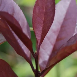 Apricot Echo Tea Olive - Osmanthus Fragrans Aurantiacus - 1 Gallon Pot 9 Apricot Echo Tea Olive - Osmanthus Fragrans Aurantiacus - 1 Gallon Pot -Green Garden Outdoor Shop Tea Olive Apricot Echo 4