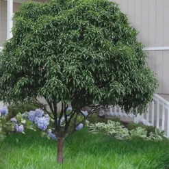 Fudingzhu Fragrant White Tea Olive (Osmanthus Fragrans) - 3 Gallon Pot 8 Fudingzhu Fragrant White Tea Olive (Osmanthus Fragrans) - 3 Gallon Pot -Green Garden Outdoor Shop Tea Olive Fudingzhu 6