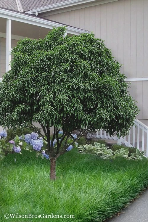 Fudingzhu Fragrant White Tea Olive (Osmanthus Fragrans) - 3 Gallon Pot 4 Fudingzhu Fragrant White Tea Olive (Osmanthus Fragrans) - 3 Gallon Pot - Image 4