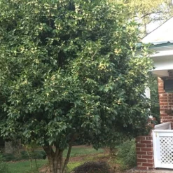 Fragrant White Tea Olive - 7 Gallon Pot (3-4') 9 Fragrant White Tea Olive - 7 Gallon Pot (3-4') -Green Garden Outdoor Shop Teav Olive White Osmanthus Fragrans 500x750 2
