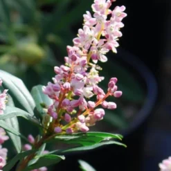 Chipolo Pink Titi Tree - Cliftonia Monophylla - 3 Gallon Pot -Green Garden Outdoor Shop Titi Tree Chipolo Pink 1