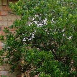 Chipolo Pink Titi Tree - Cliftonia Monophylla - 3 Gallon Pot -Green Garden Outdoor Shop Titi Tree Chipolo Pink 5