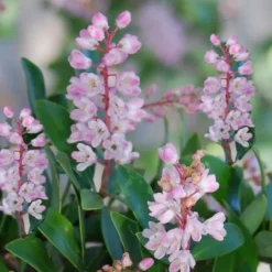 Chipolo Pink Titi Tree - Cliftonia Monophylla - 3 Gallon Pot