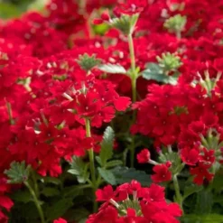 EnduraScape Red Verbena - 1 Gallon Pot 9 EnduraScape Red Verbena - 1 Gallon Pot -Green Garden Outdoor Shop Verbena EnduraScape Red 1