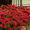 EnduraScape Red Verbena - 1 Gallon Pot