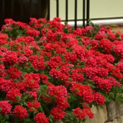 EnduraScape Red Verbena - 1 Gallon Pot