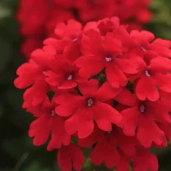 EnduraScape Red Verbena - 1 Gallon Pot 8 EnduraScape Red Verbena - 1 Gallon Pot -Green Garden Outdoor Shop Verbena EnduraScape Red 7 1