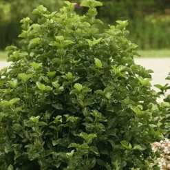 All That Glows Arrowwood Viburnum - 2 Gallon Pot -Green Garden Outdoor Shop Viburnum All That Glows 1