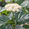 All That Glows Arrowwood Viburnum - 2 Gallon Pot