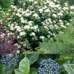 All That Glows Arrowwood Viburnum - 2 Gallon Pot -Green Garden Outdoor Shop Viburnum All That Glows 4