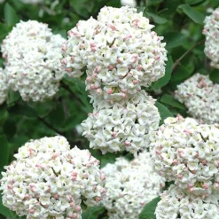 Fragrant Snowball Viburnum Carlecephalum - 3 Gallon Pot