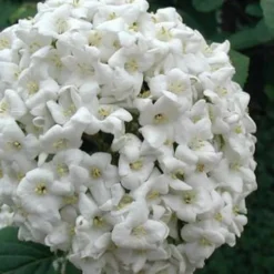 Fragrant Snowball Viburnum Carlecephalum - 3 Gallon Pot -Green Garden Outdoor Shop Viburnum Carlcephalum 12