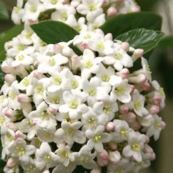 Fragrant Snowball Viburnum Carlecephalum - 3 Gallon Pot -Green Garden Outdoor Shop Viburnum Carlcephalum 15