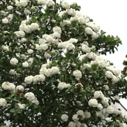 Fragrant Snowball Viburnum Carlecephalum - 3 Gallon Pot -Green Garden Outdoor Shop Viburnum Carlcephalum 16