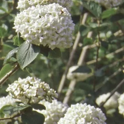 Pearlific Fragrant Snowball Viburnum Bush - 3 Gallon Pot 9 Pearlific Fragrant Snowball Viburnum Bush - 3 Gallon Pot -Green Garden Outdoor Shop Viburnum Carlecephalum Fragrant Snowball 500x750 1