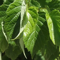 Chicago Luster Arrowwood Viburnum - 1 Gallon Pot -Green Garden Outdoor Shop Viburnum Chicago Luster 1 1