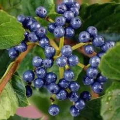 Chicago Luster Arrowwood Viburnum - 3 Gallon Pot -Green Garden Outdoor Shop Viburnum Chicago Luster 2