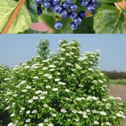 Chicago Luster Arrowwood Viburnum - 1 Gallon Pot -Green Garden Outdoor Shop Viburnum Chicago Luster 3 1