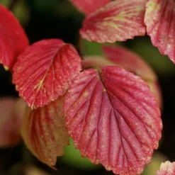 Chicago Luster Arrowwood Viburnum - 1 Gallon Pot -Green Garden Outdoor Shop Viburnum Chicago Luster 4 1