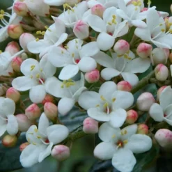 Dwarf Evergreen Snowball Viburnum 'Conoy' - 3 Gallon Pot 11 Dwarf Evergreen Snowball Viburnum 'Conoy' - 3 Gallon Pot -Green Garden Outdoor Shop Viburnum Conoy 6