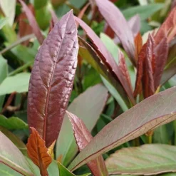 Coppertop Sweet Viburnum - 2 Gallon Pot 7 Coppertop Sweet Viburnum - 2 Gallon Pot -Green Garden Outdoor Shop Viburnum Coppertop 3 1