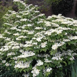 Mariesii Doublefile Viburnum - 2.5 Gallon Pot -Green Garden Outdoor Shop Viburnum Mariesii 1