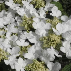 Mariesii Doublefile Viburnum - 2.5 Gallon Pot -Green Garden Outdoor Shop Viburnum Mariesii 2