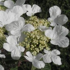 Mariesii Doublefile Viburnum - 2.5 Gallon Pot -Green Garden Outdoor Shop Viburnum Mariesii 3