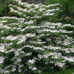 Mariesii Doublefile Viburnum - 1 Gallon Pot