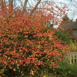 Fragrant Mohawk Viburnum Burkwoodi - 1 Gallon Pot 12 Fragrant Mohawk Viburnum Burkwoodi - 1 Gallon Pot -Green Garden Outdoor Shop Viburnum Mohawk 10