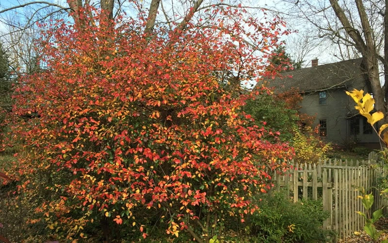 Fragrant Mohawk Viburnum Burkwoodi - 1 Gallon Pot 6 Fragrant Mohawk Viburnum Burkwoodi - 1 Gallon Pot - Image 6