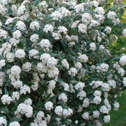 Fragrant Mohawk Viburnum Burkwoodi - 1 Gallon Pot 11 Fragrant Mohawk Viburnum Burkwoodi - 1 Gallon Pot -Green Garden Outdoor Shop Viburnum Mohawk 5