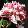 Fragrant Mohawk Viburnum Burkwoodi - 1 Gallon Pot