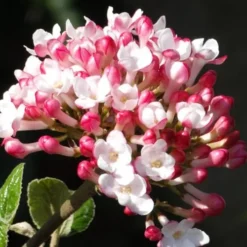 Fragrant Mohawk Viburnum Burkwoodi - 1 Gallon Pot