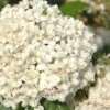Pearlific Fragrant Snowball Viburnum Bush - 3 Gallon Pot
