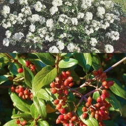 Pearlific Fragrant Snowball Viburnum Bush - 3 Gallon Pot 8 Pearlific Fragrant Snowball Viburnum Bush - 3 Gallon Pot -Green Garden Outdoor Shop Viburnum Pearlific 2