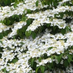 Shasta Doublefile Viburnum - 3 Gallon Pot -Green Garden Outdoor Shop Viburnum Shasta 1