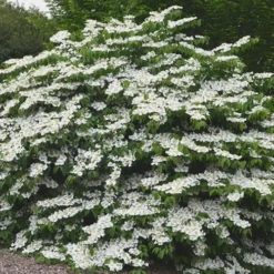 Shasta Doublefile Viburnum - 3 Gallon Pot -Green Garden Outdoor Shop Viburnum Shasta 5