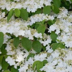 Shasta Doublefile Viburnum - 3 Gallon Pot -Green Garden Outdoor Shop Viburnum Shasta 6