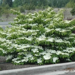 Shasta Doublefile Viburnum - 1 Gallon Pot -Green Garden Outdoor Shop Viburnum Shasta 8 1