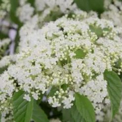 Snow Joey Viburnum - 3 Gallon Pot