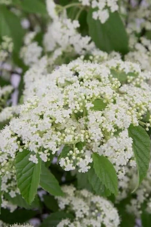 Snow Joey Viburnum - 3 Gallon Pot 1 Snow Joey Viburnum - 3 Gallon Pot